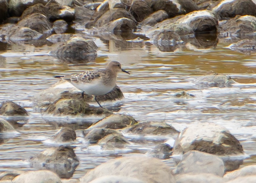 Bairdstrandläufer - ML489145211