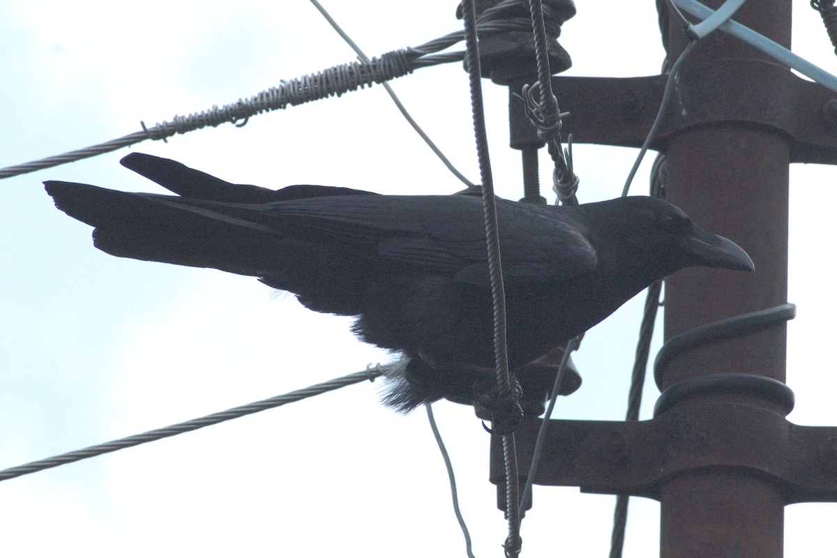 Large-billed Crow - ML48914651