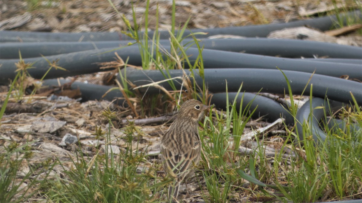 Vesper Sparrow - ML489147061