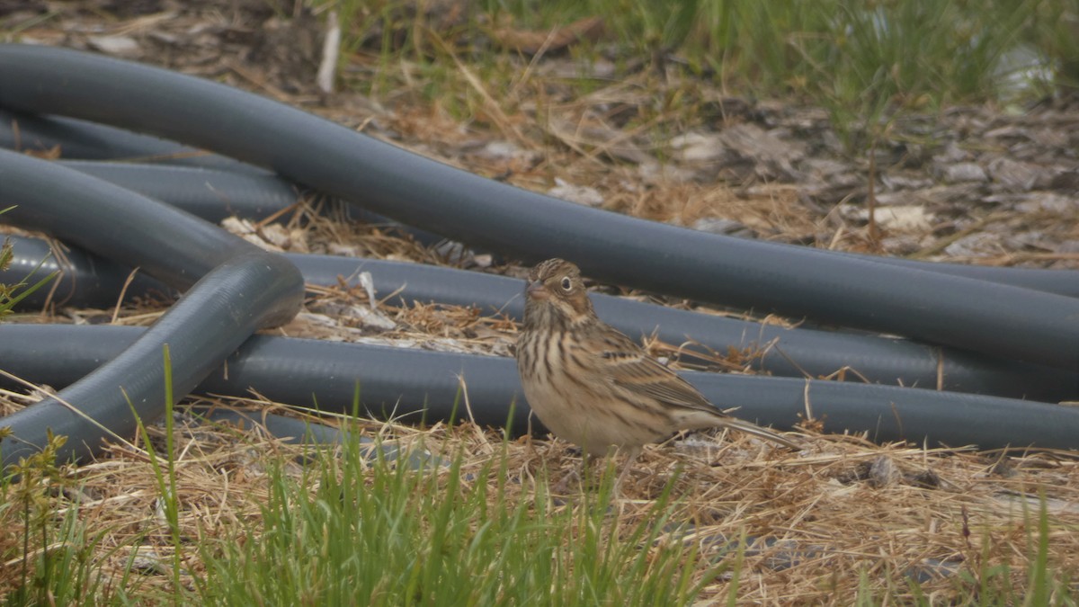 Vesper Sparrow - ML489147121