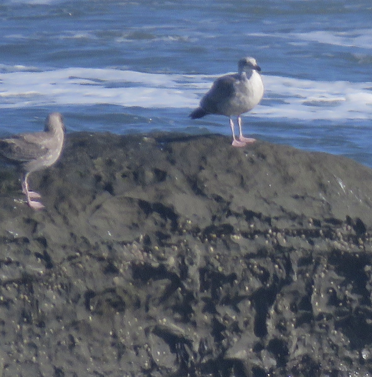 Western Gull - ML489147591