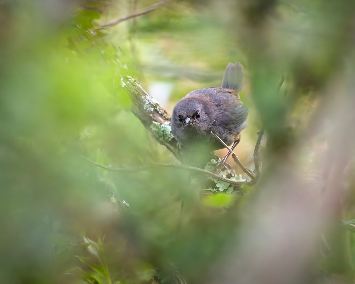 Perija Tapaculo - ML489148571