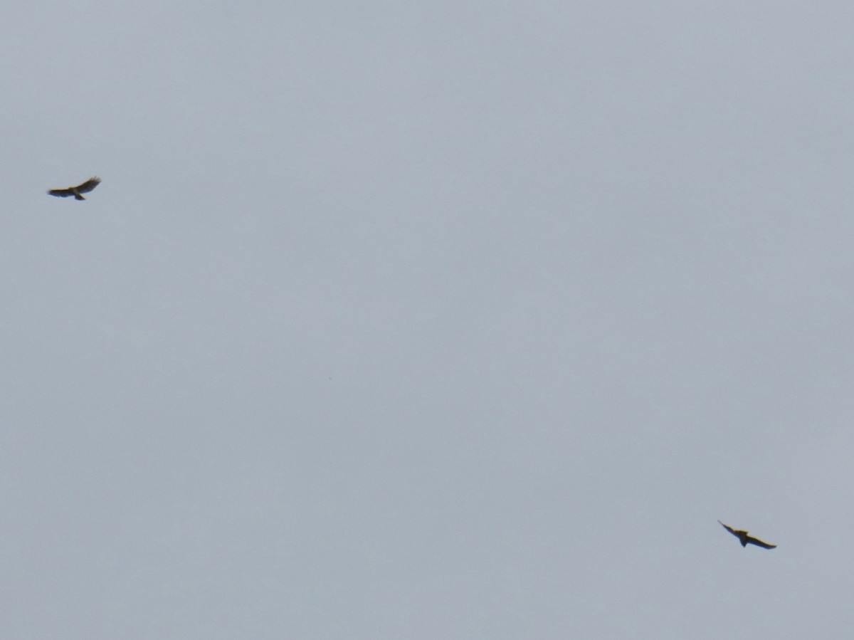 Red-tailed Hawk - Anonymous