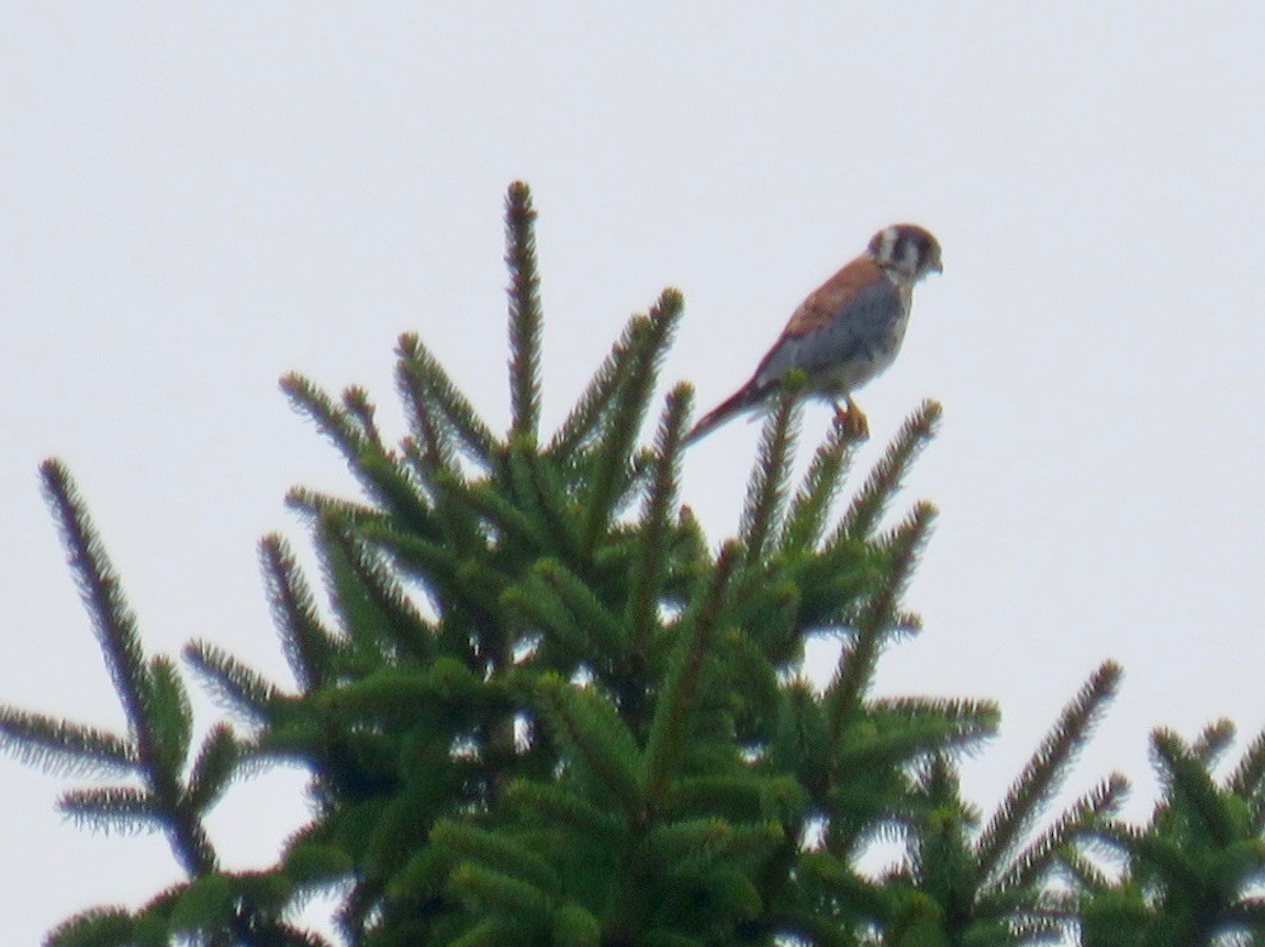 American Kestrel - ML489152131