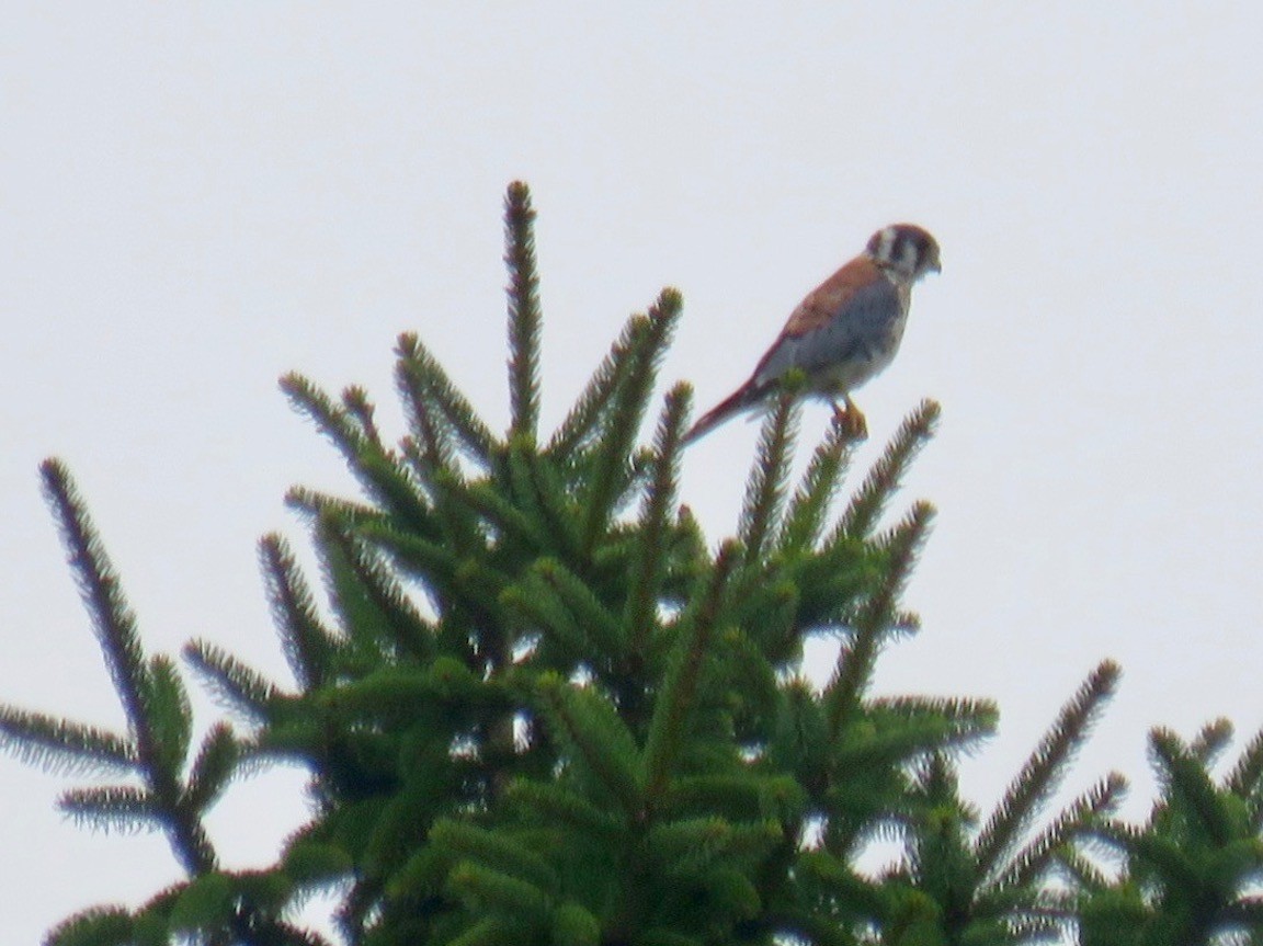 American Kestrel - Anonymous