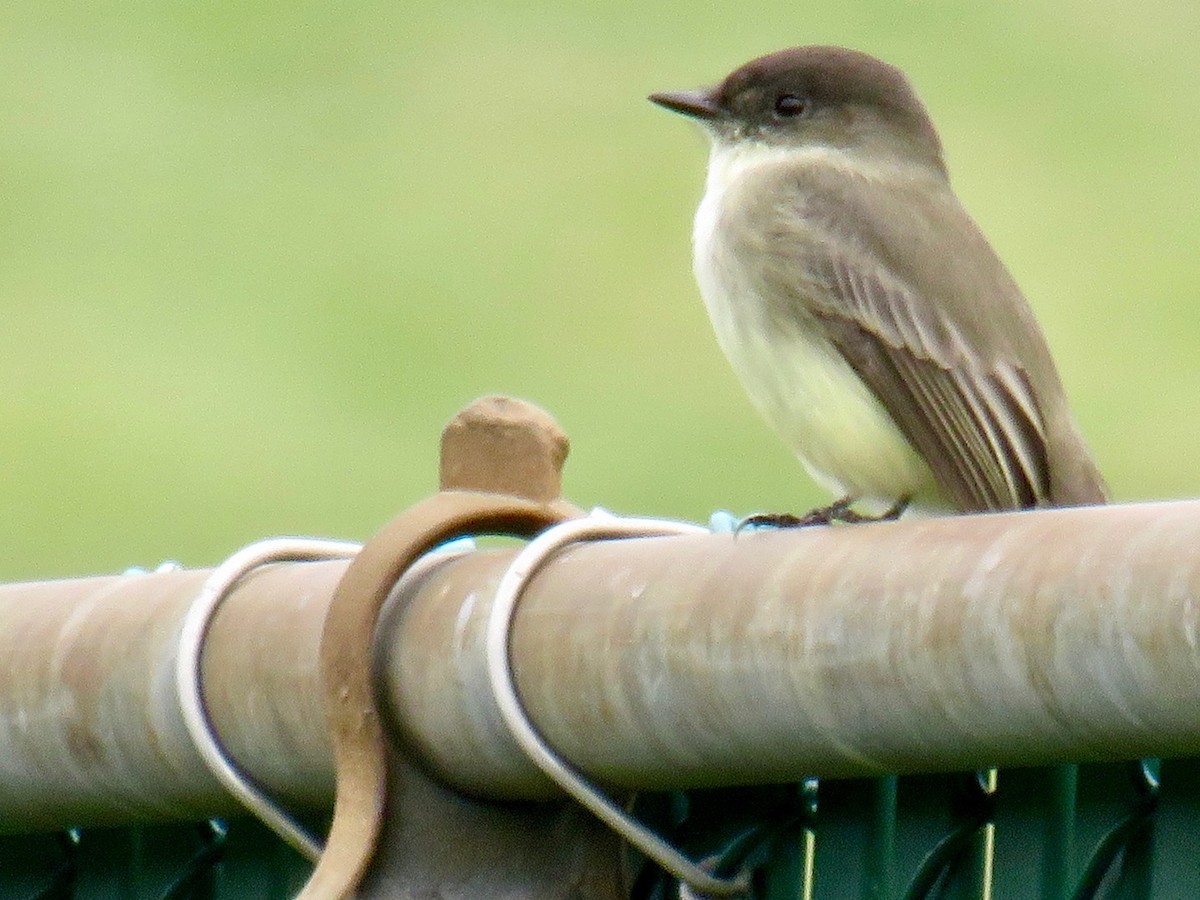 Eastern Phoebe - ML489152151