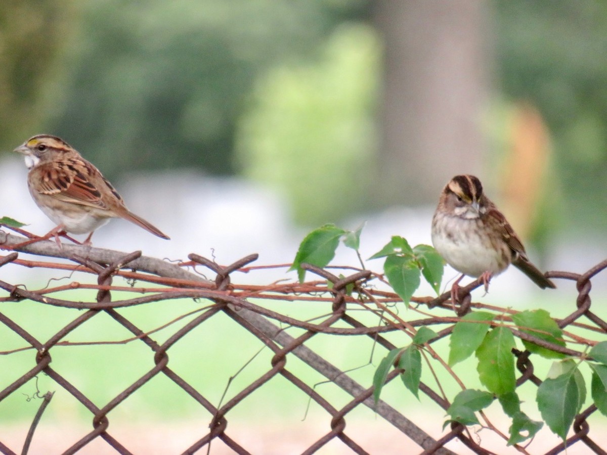 White-throated Sparrow - ML489152231