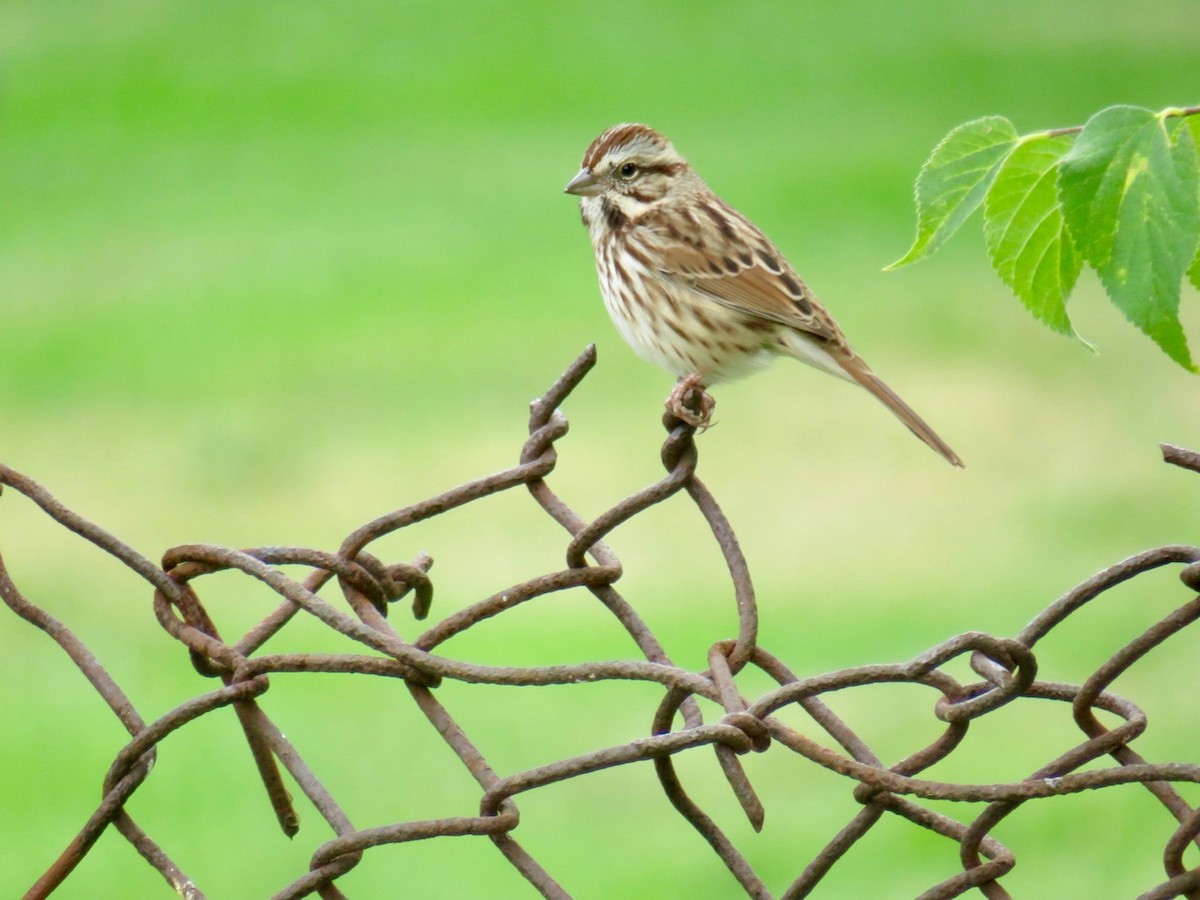 Song Sparrow - ML489152261