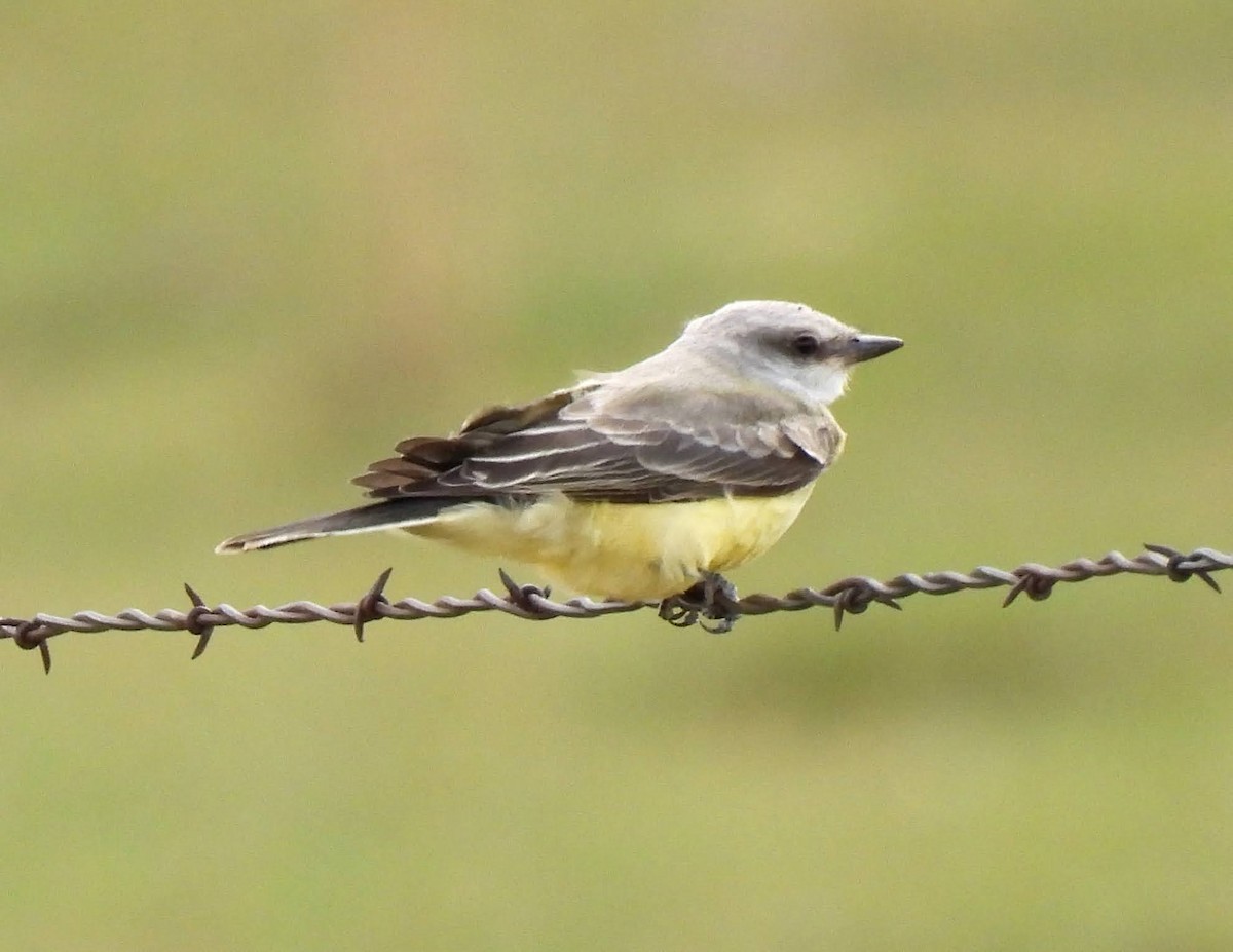 Western Kingbird - ML489152871