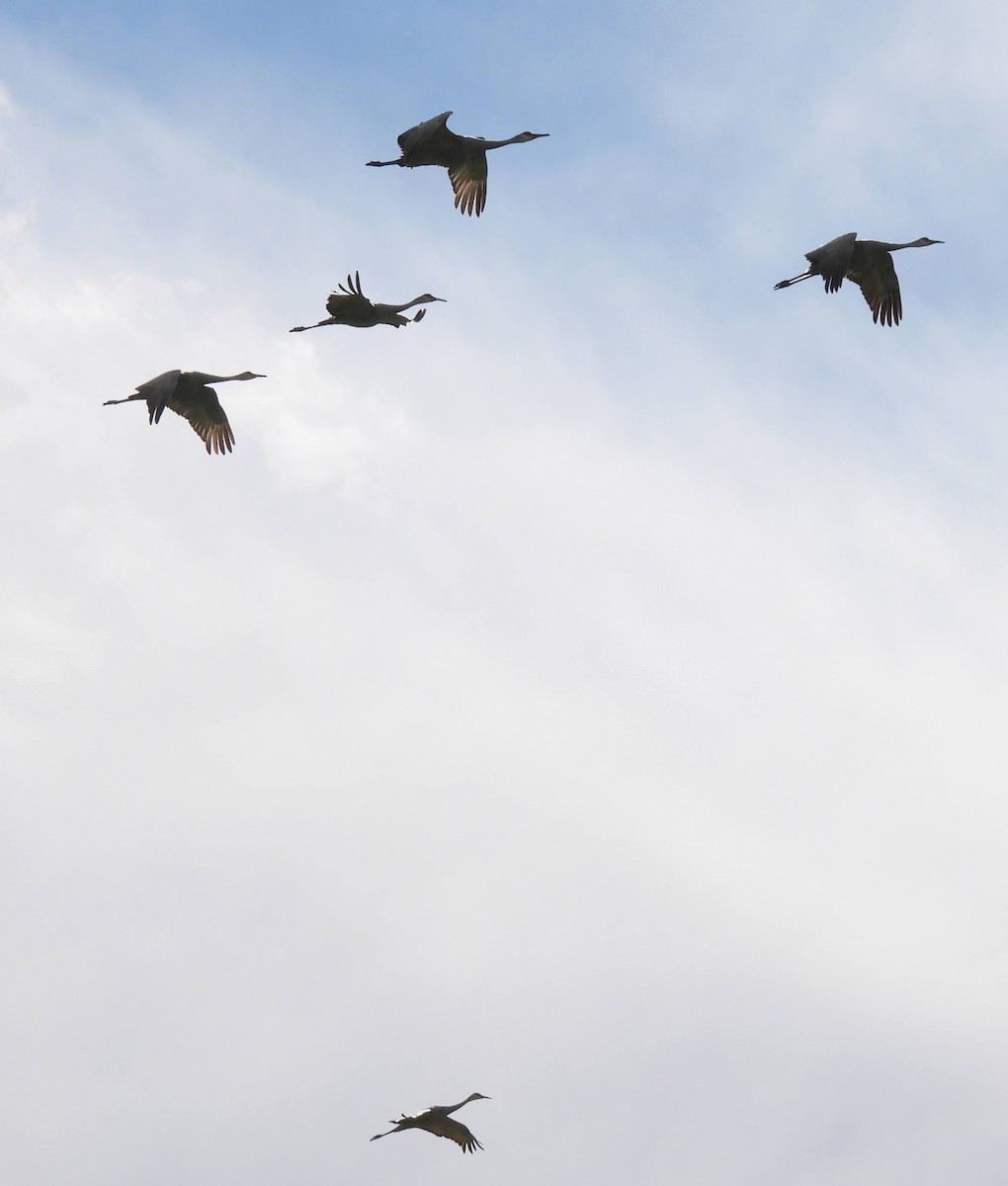 Sandhill Crane - ML489153141