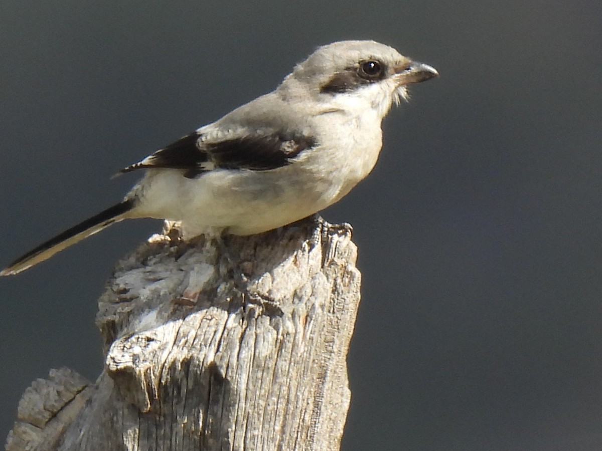 Loggerhead Shrike - ML489153281