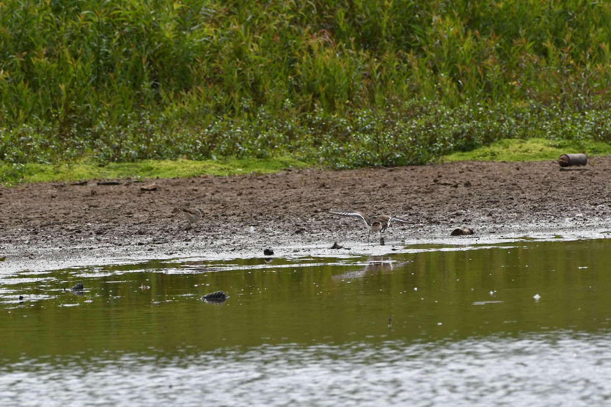 Killdeer - ML489155611