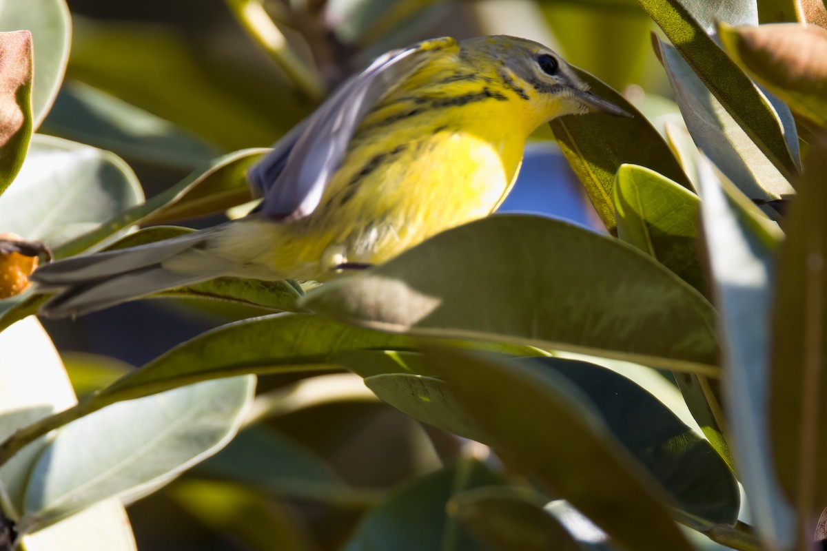 Prairie Warbler - ML489156671