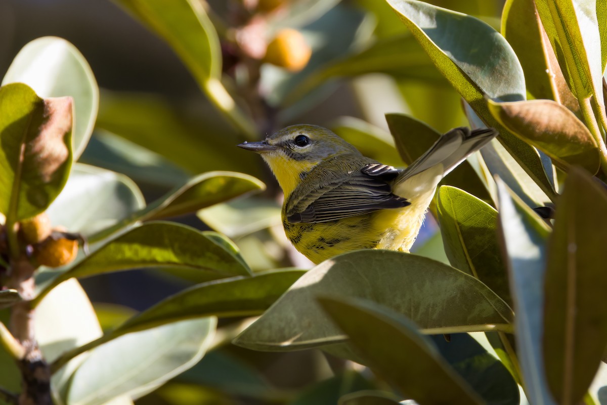 Prairie Warbler - ML489156691