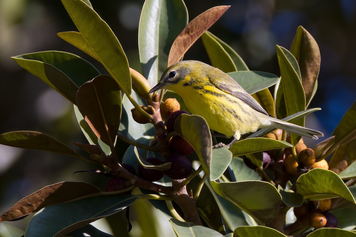 Prairie Warbler - ML489156731