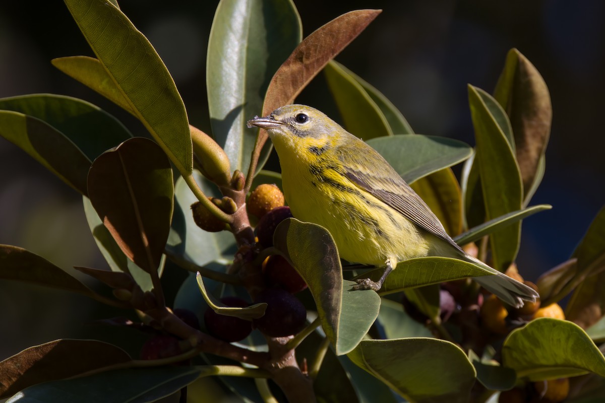 Prairie Warbler - ML489156781