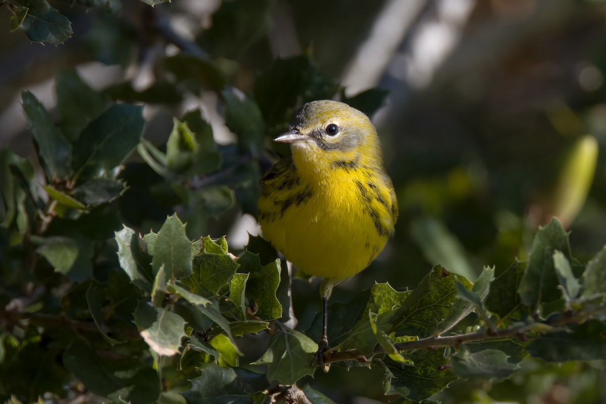 Prairie Warbler - ML489156811