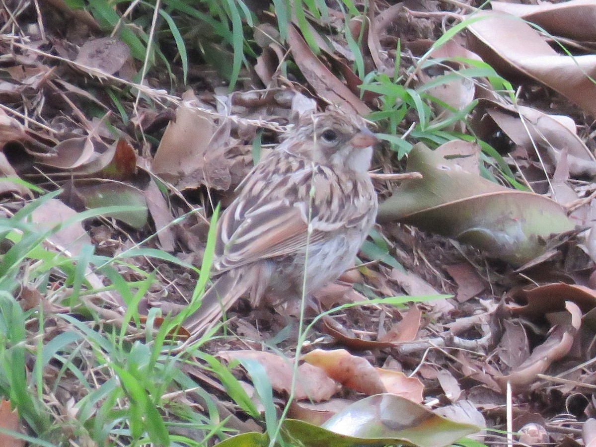 Brewer's Sparrow - ML489156971