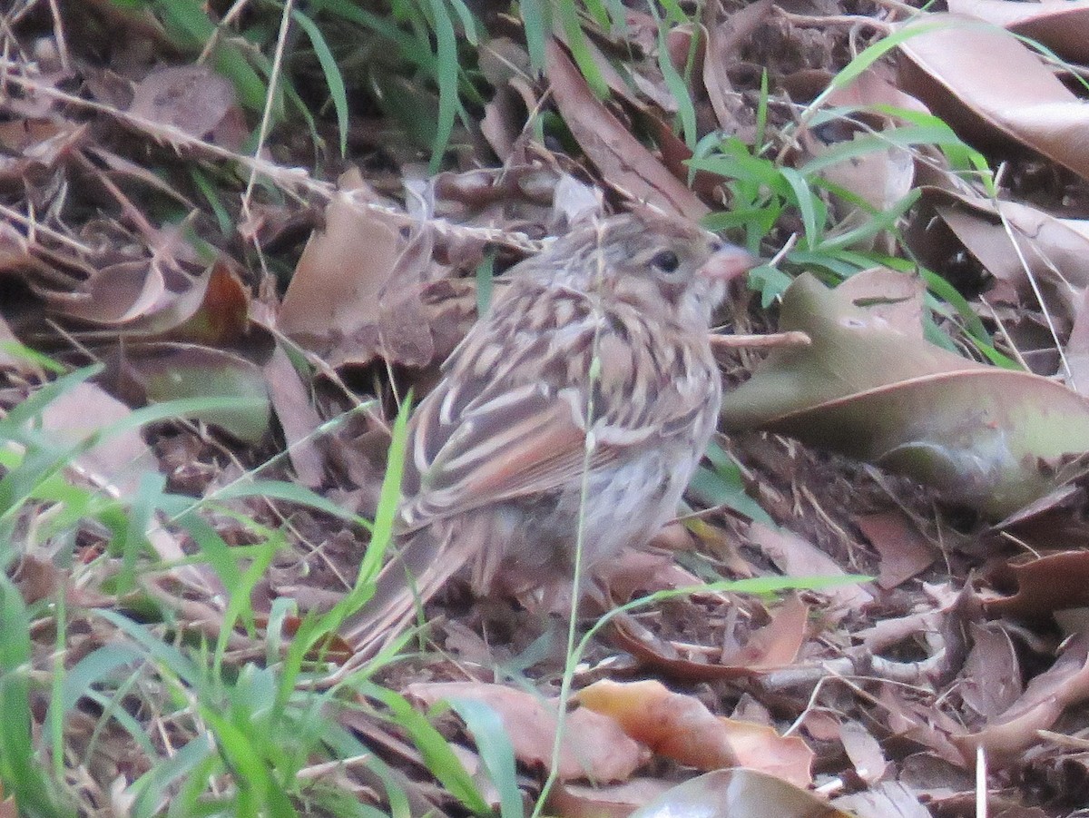 Brewer's Sparrow - ML489156981