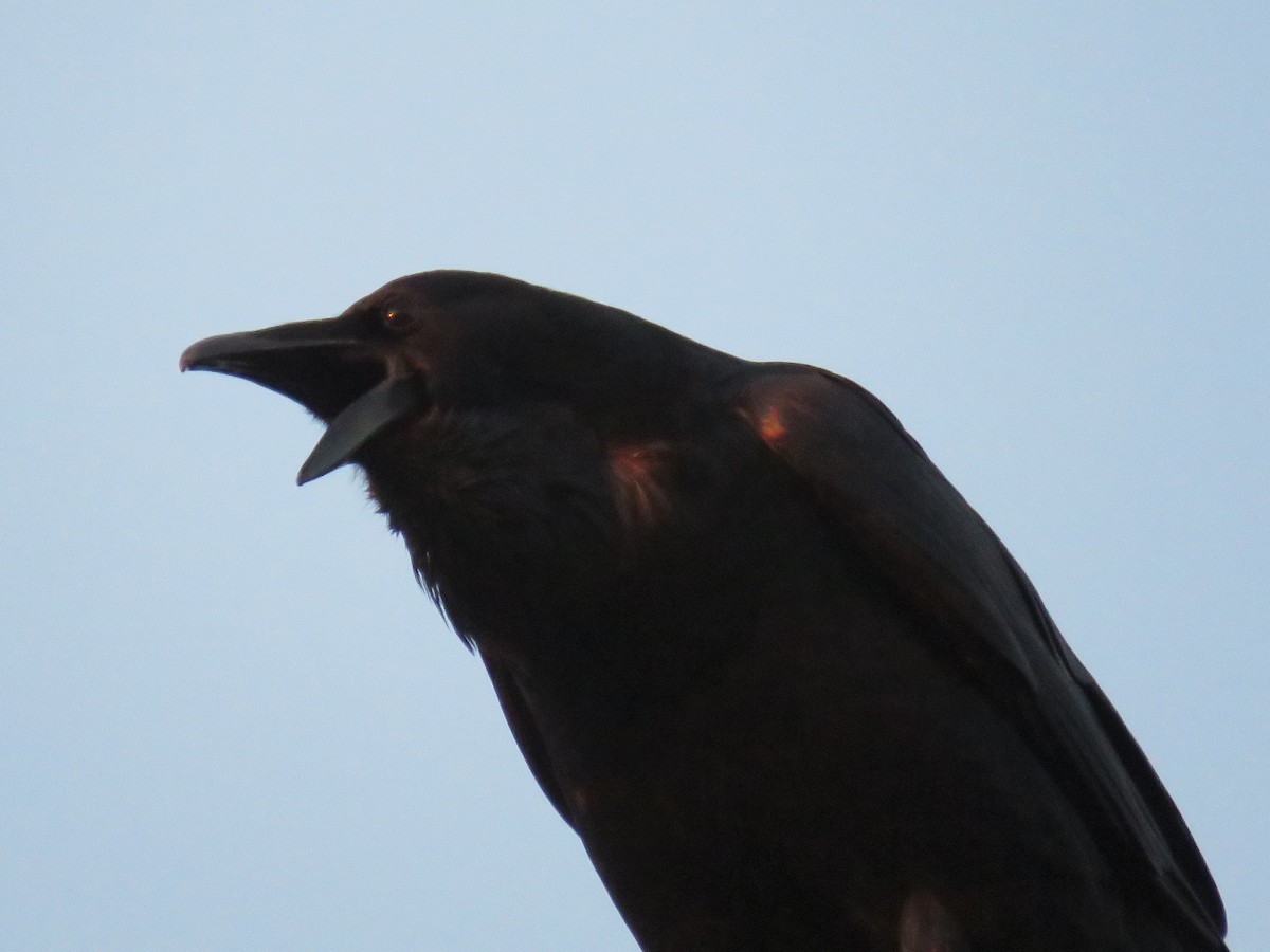 Grand Corbeau - ML489157071