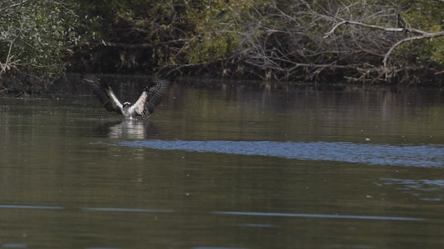 Balbuzard pêcheur - ML489157461