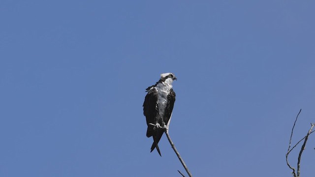 Balbuzard pêcheur - ML489157541