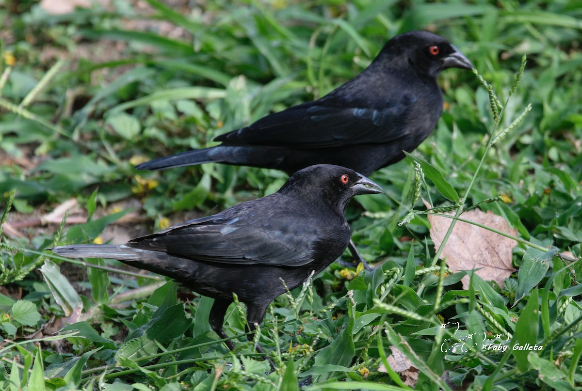 Bronzed Cowbird - ML489157741