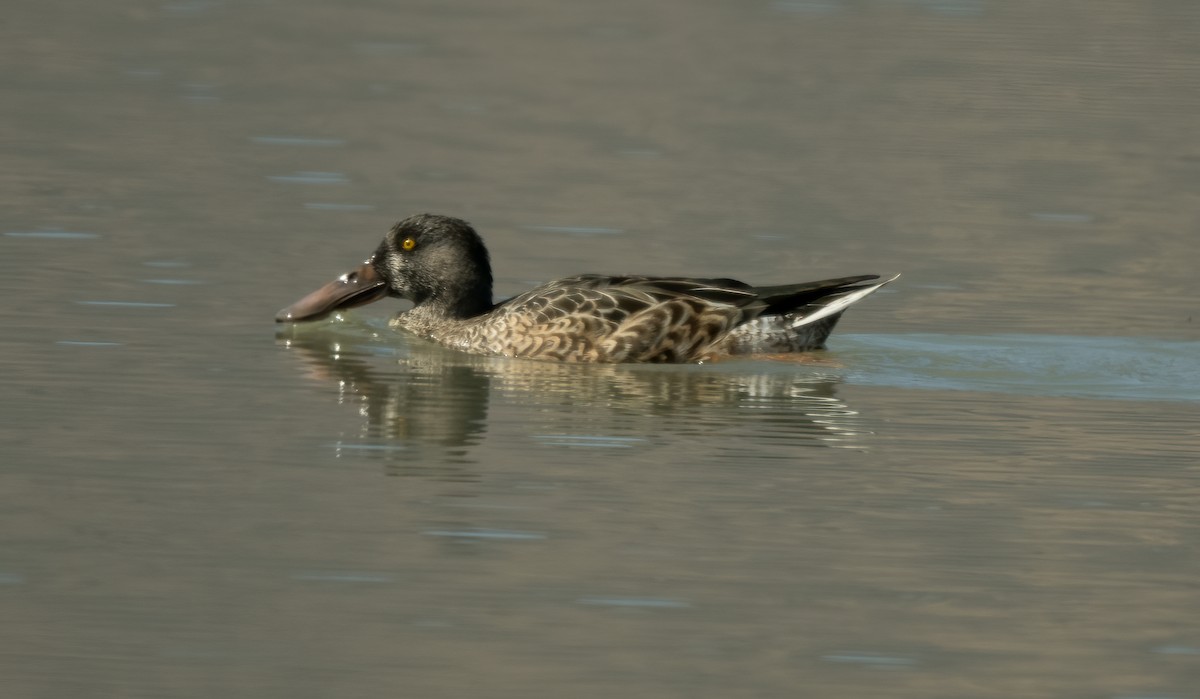 Northern Shoveler - ML489158291