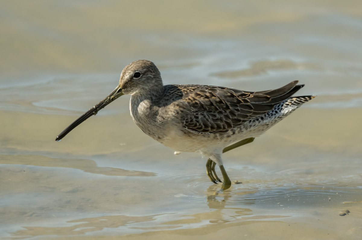 langnebbekkasinsnipe - ML489158621