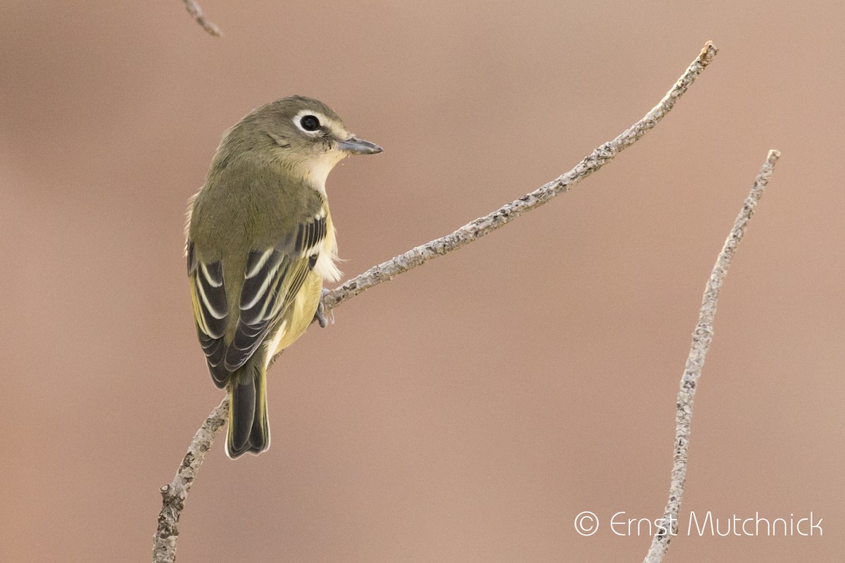 Cassin's Vireo - ML489159041