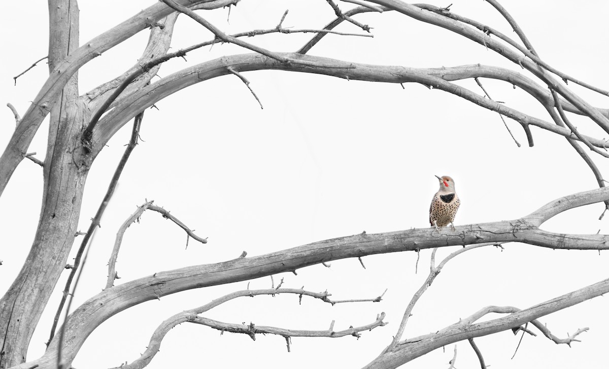 Northern Flicker (Red-shafted) - ML489159571