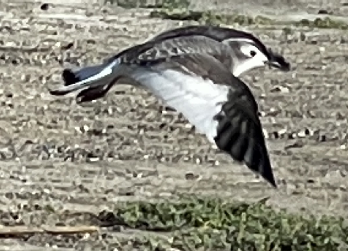 Mouette de Sabine - ML489159651