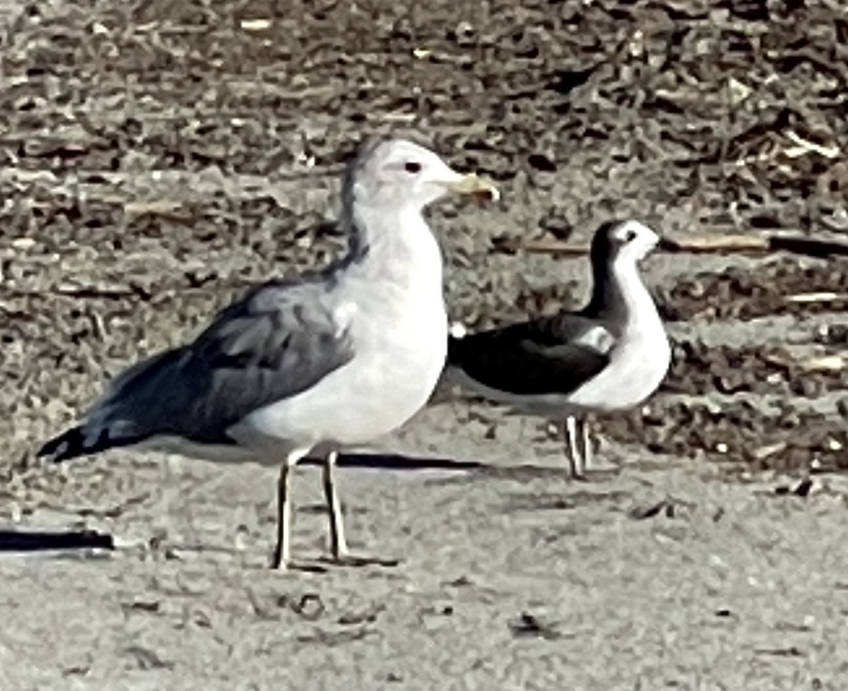 Mouette de Sabine - ML489159671