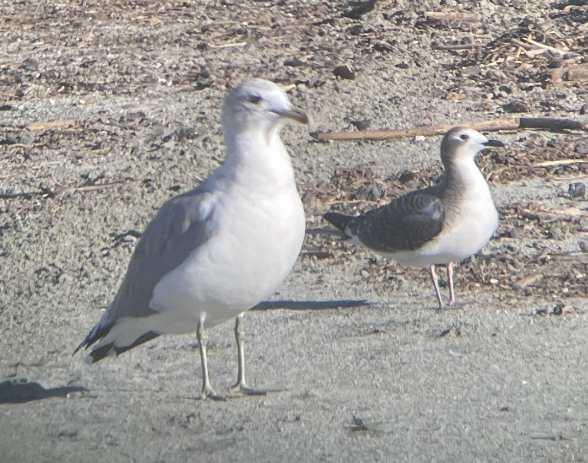 Mouette de Sabine - ML489159681