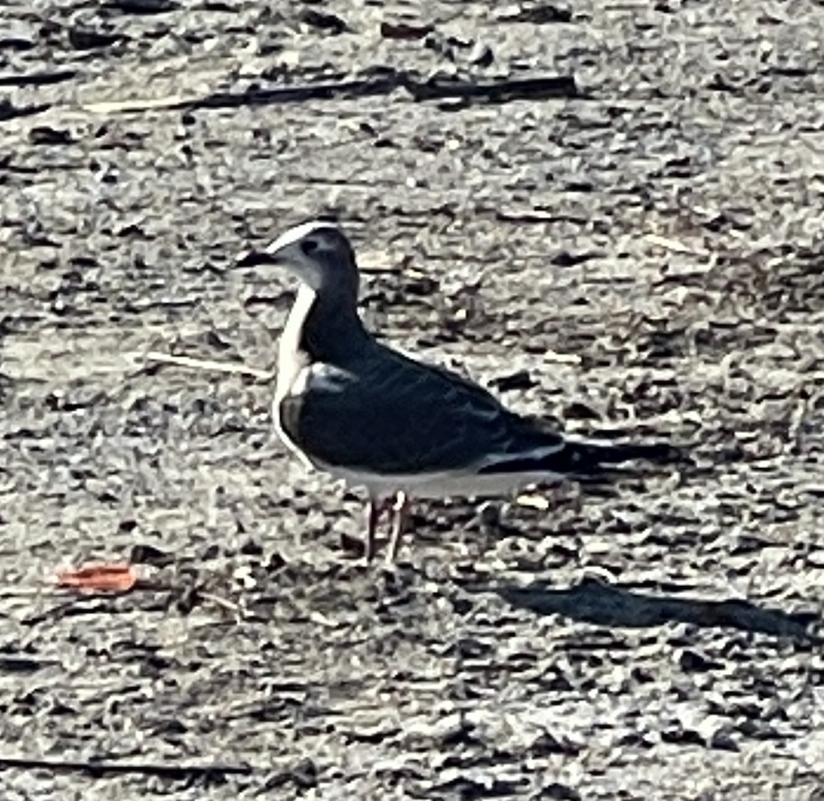 Mouette de Sabine - ML489159691