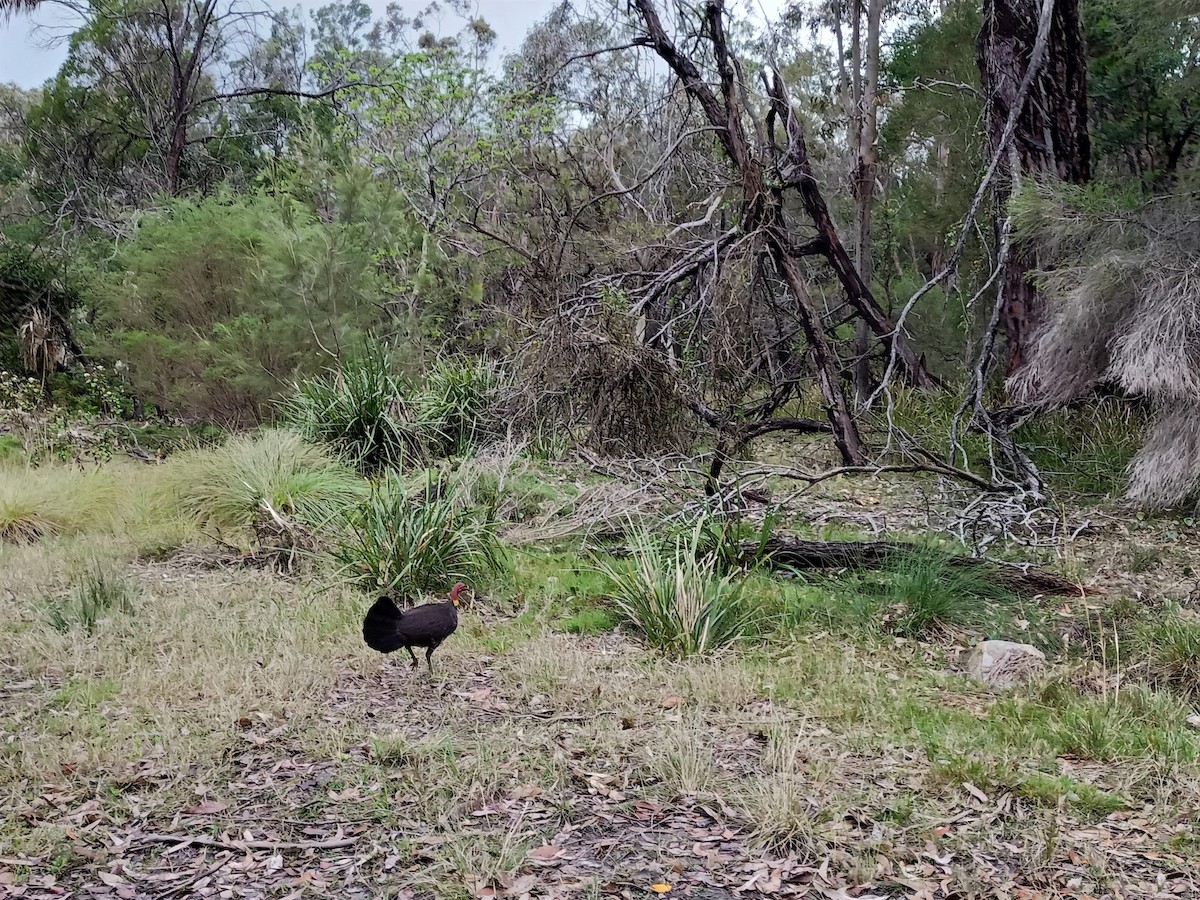 Australian Brushturkey - ML489160021