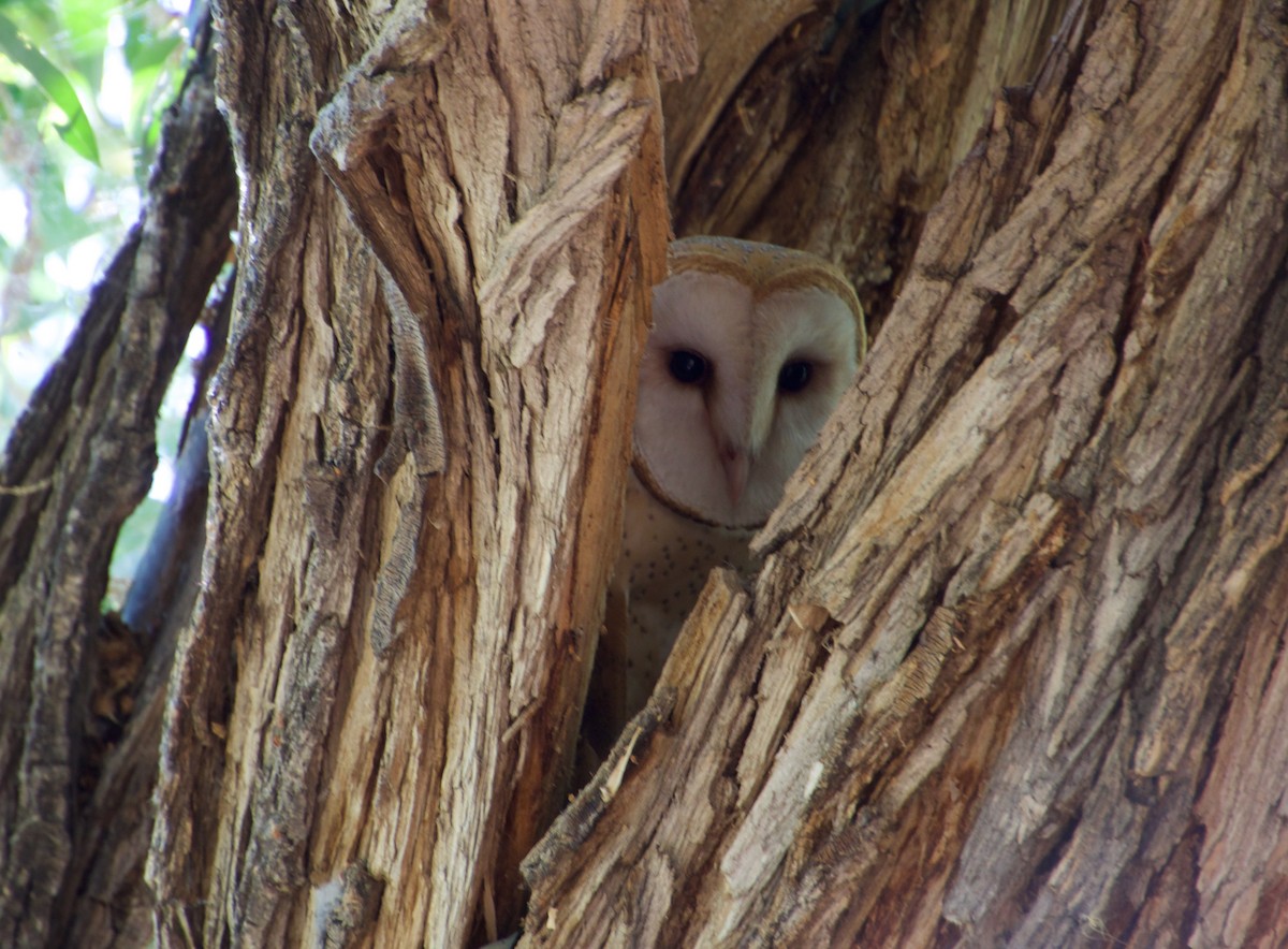 Barn Owl - ML489160501