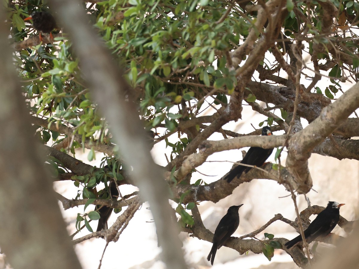 Black Bulbul - ML489162541