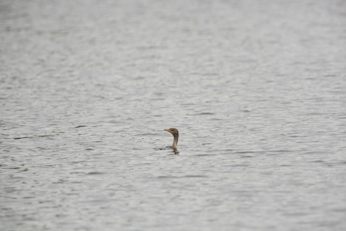 Double-crested Cormorant - ML489163031