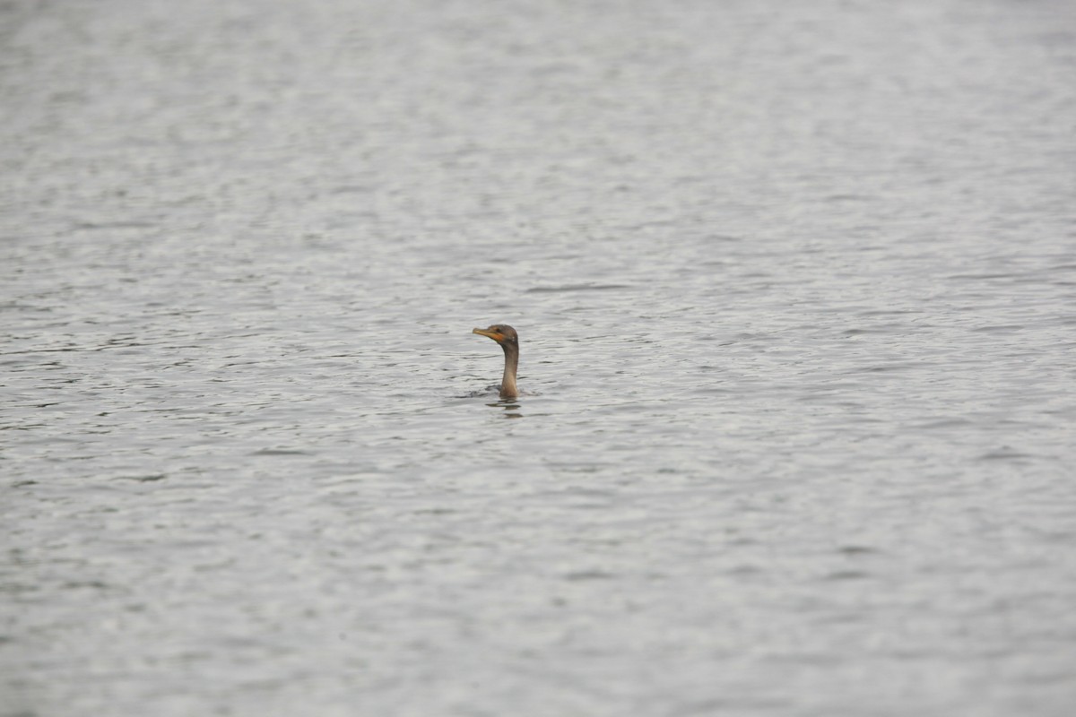 Double-crested Cormorant - ML489163041