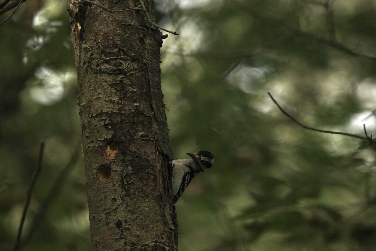 Hairy Woodpecker - ML489164021