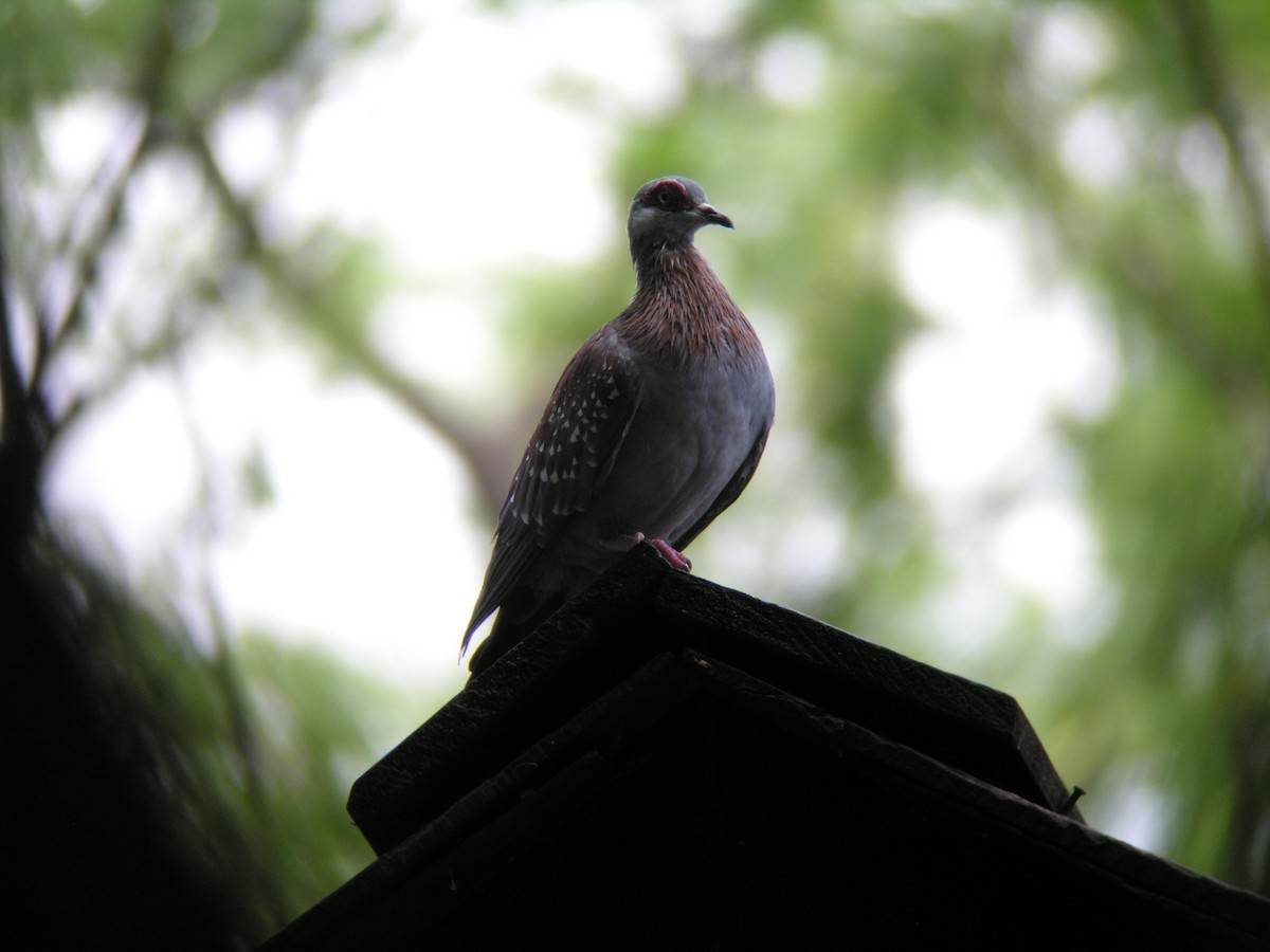 Speckled Pigeon - ML489166821