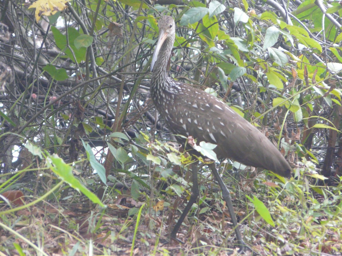 Limpkin - ML489168501