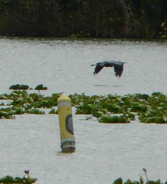 Great Blue Heron (Great Blue) - ML489168861