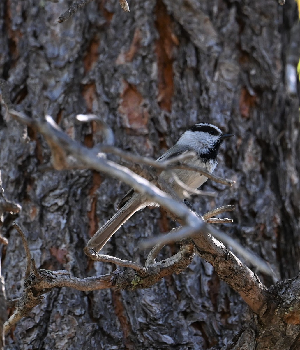Mountain Chickadee - ML489168871