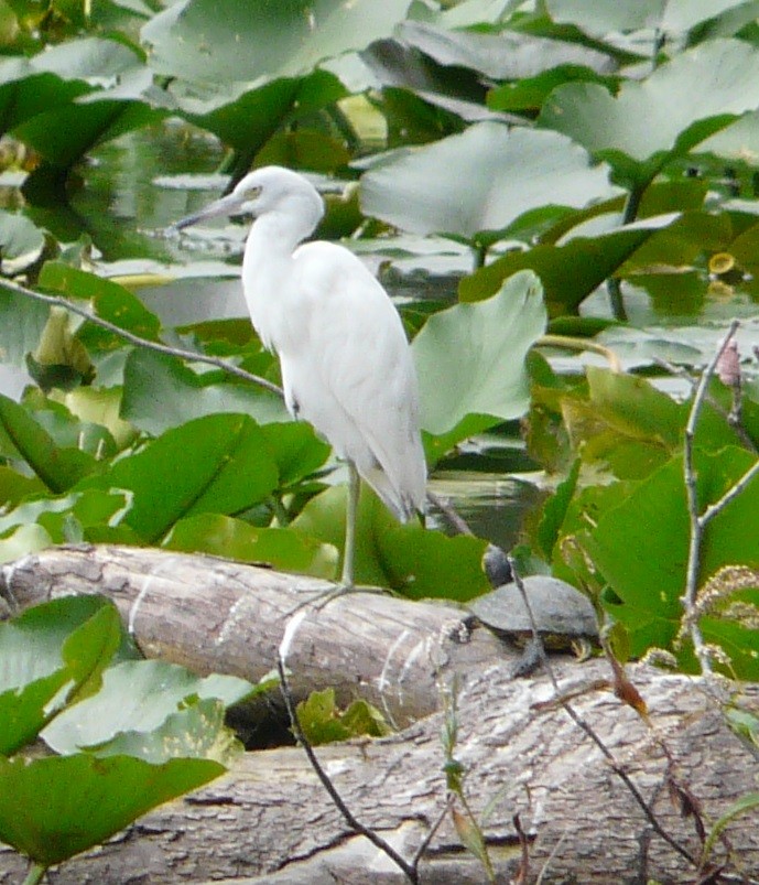 Little Blue Heron - ML489168941