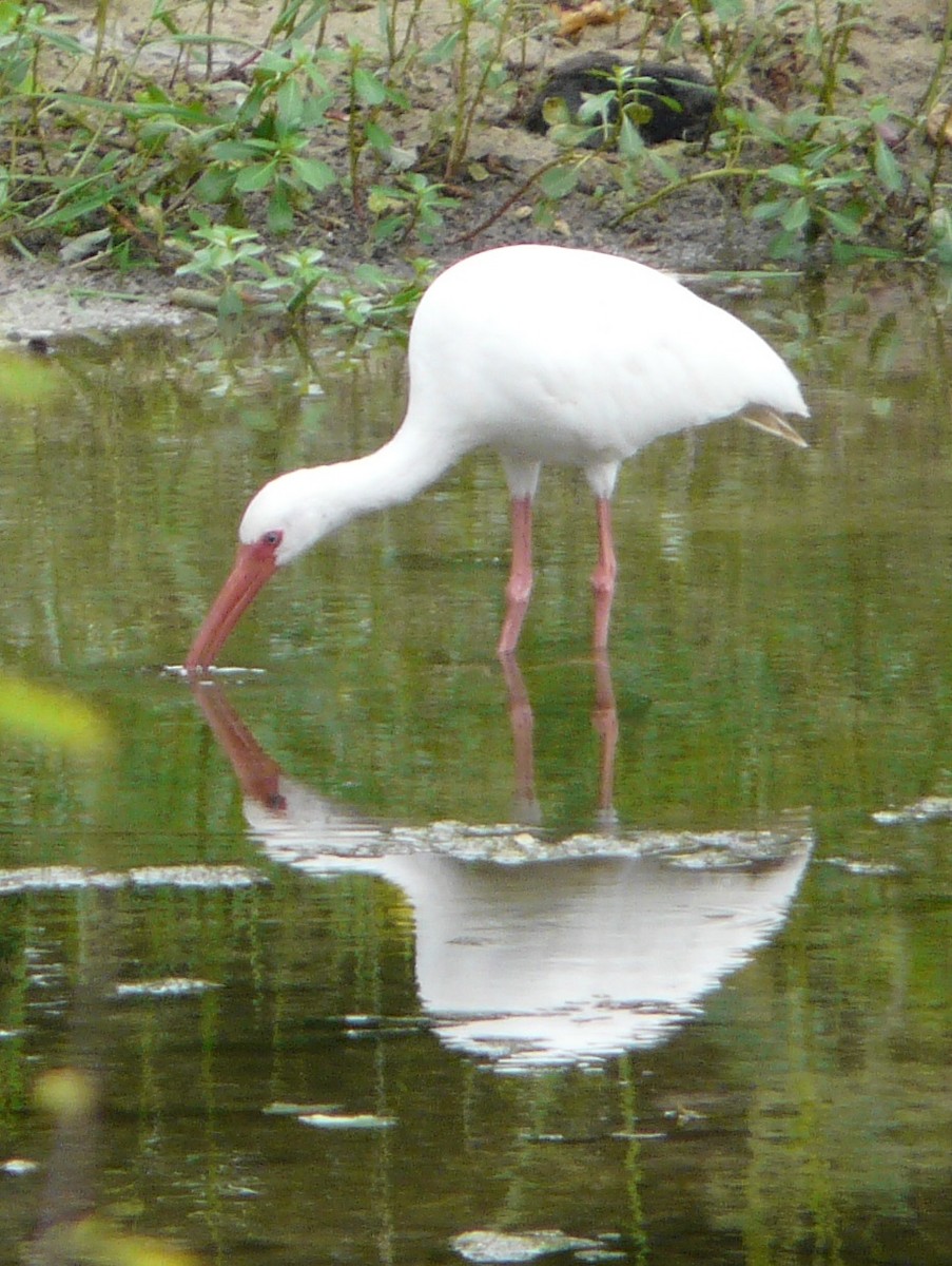 Ibis blanc - ML489169031