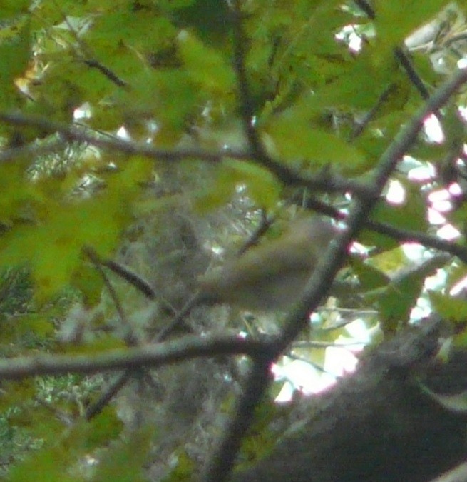 Red-eyed Vireo - ML489169061