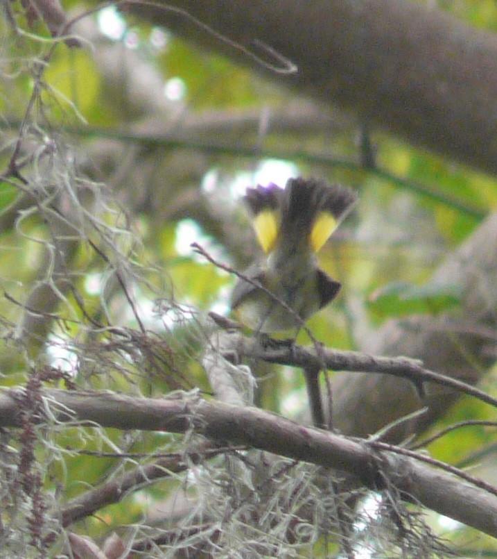 American Redstart - ML489169091