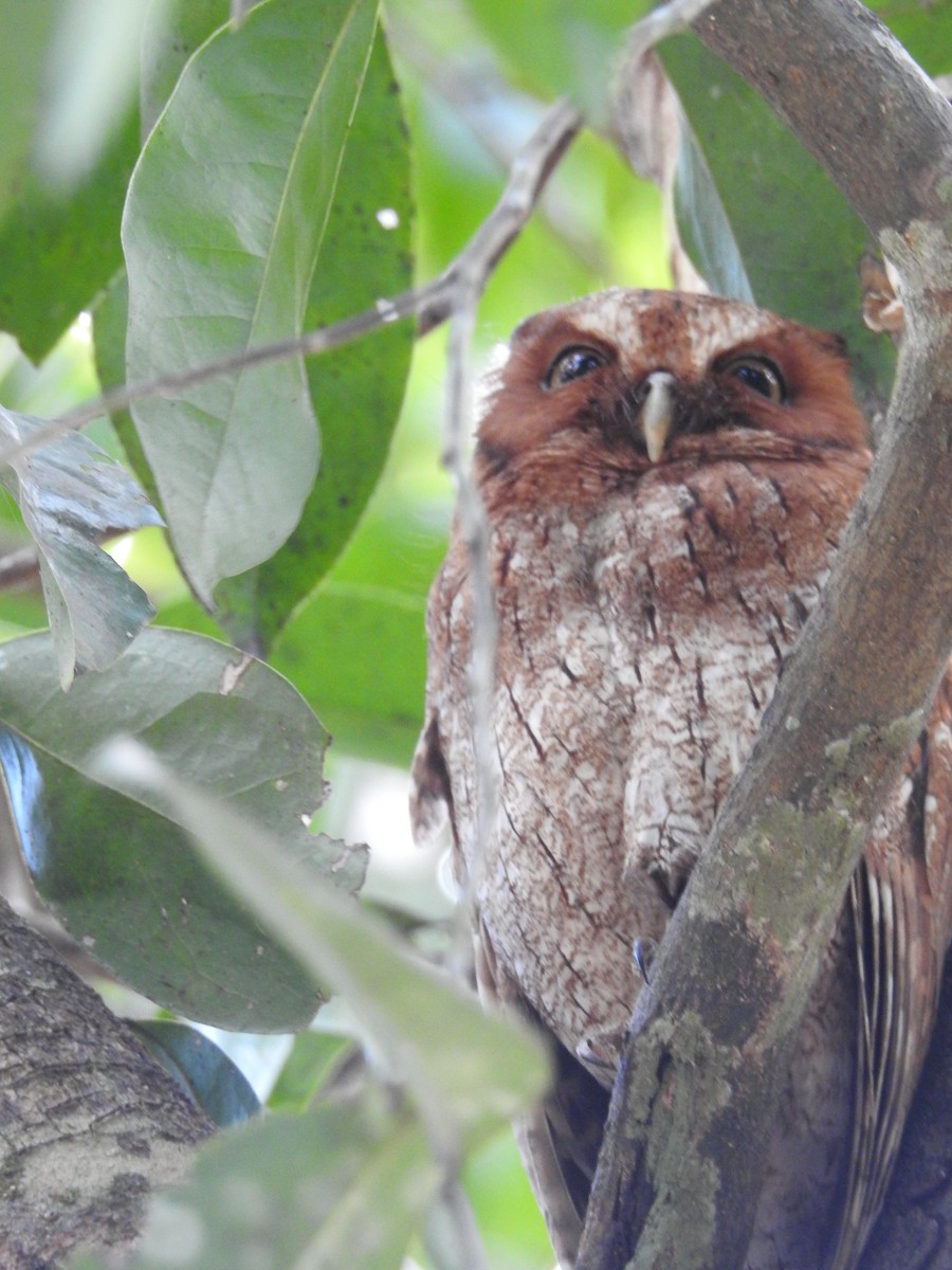 Middle American Screech-Owl - Angel Castillo Birdwatching Guide